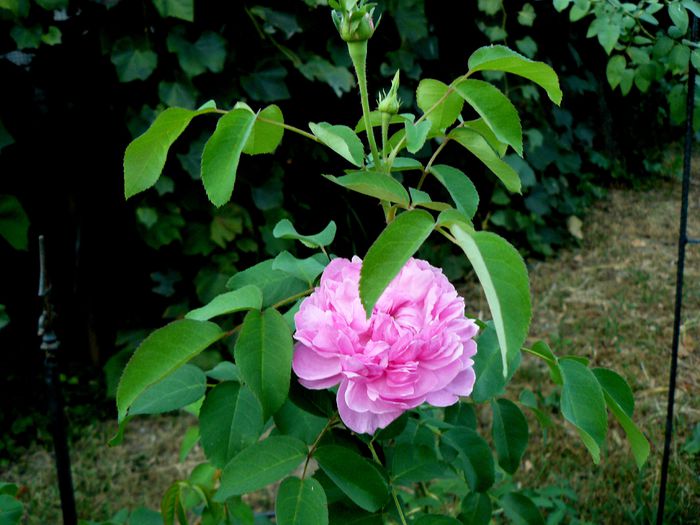 Sidonie o floare, doua..mult trei !