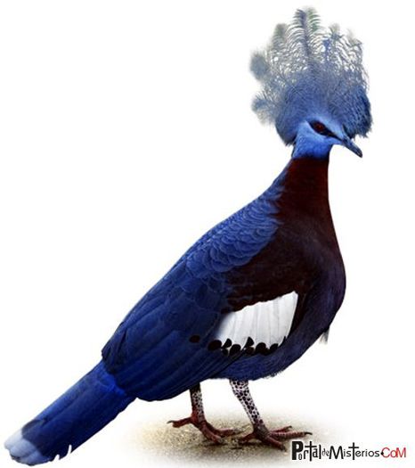 paloma-coronada-azul