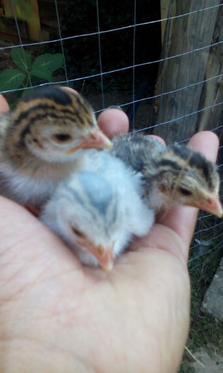 Puisorii de bibilica