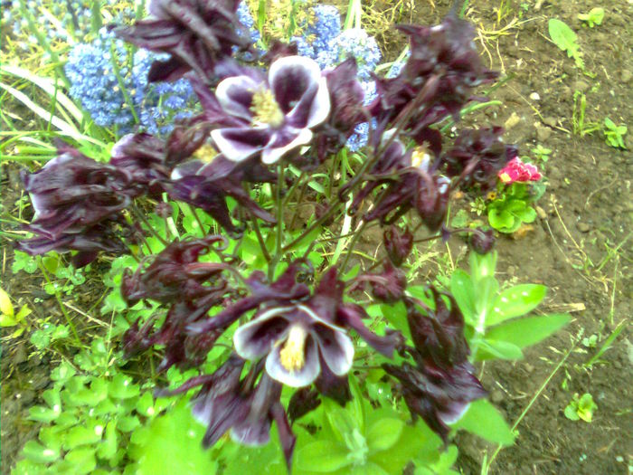 Imagine0724 - Primavara 2015