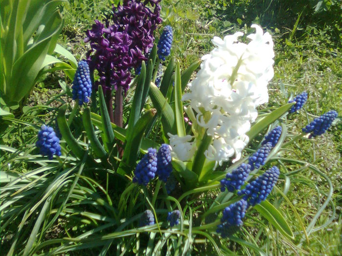 Imagine0571 - Primavara 2015