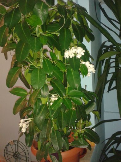 20150902_230054 - stephanotis