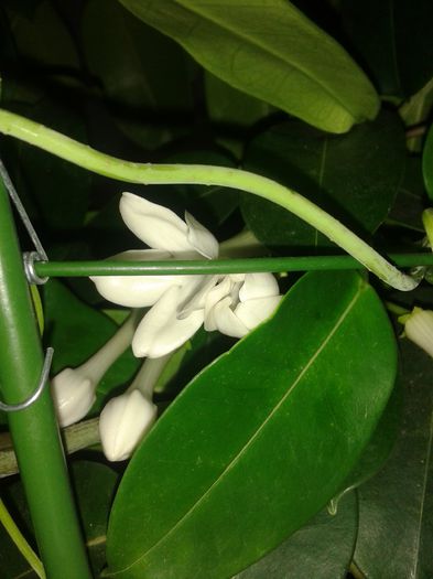 20150902_230002 - stephanotis