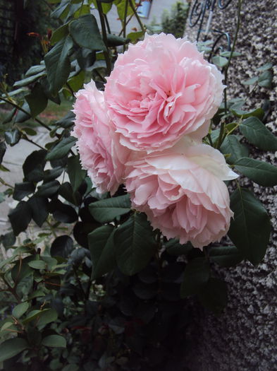 DSC05241 - The Wedgwood Rose