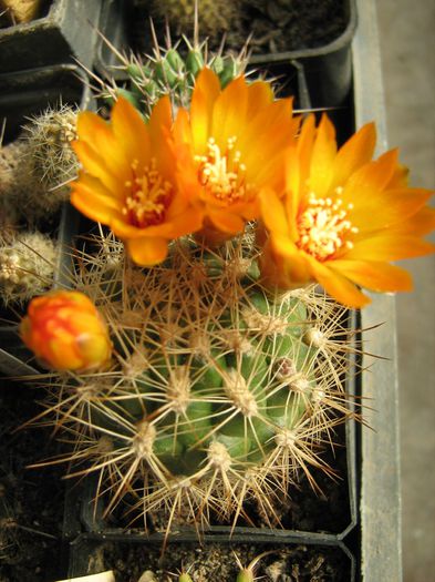 IMG_0045 - Cactusii mei dragi