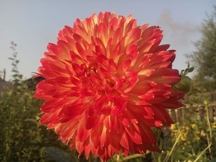 IMG_20150903_074446 - 2015 Flori in  gradina