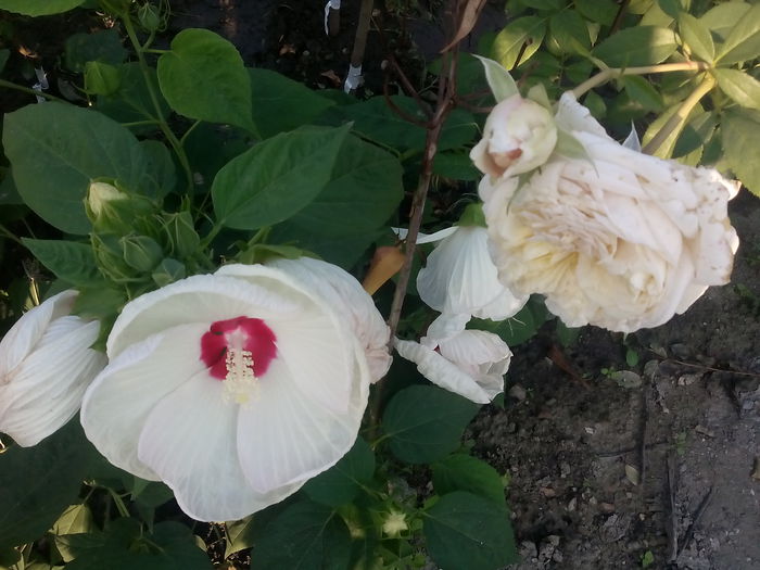 IMG_20150903_074157 - 2015 Flori in  gradina