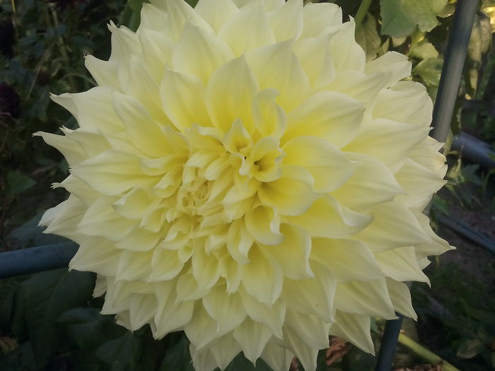 IMG_20150903_074229 - 2015 Flori in  gradina