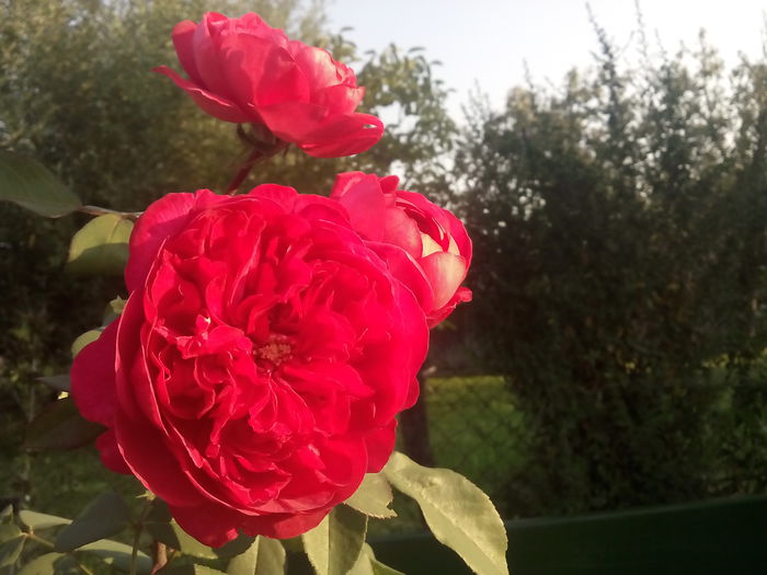  - 2015 Trandafiri II