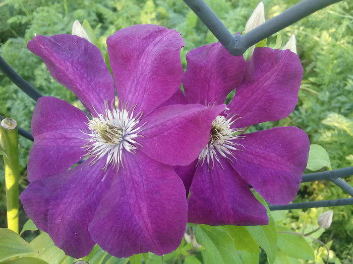 IMG_20150903_074949 - 2015 Flori in  gradina