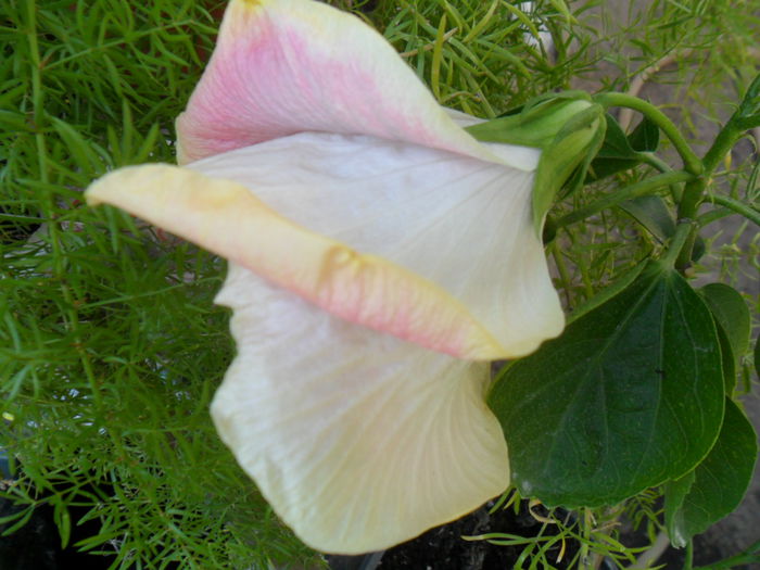 SAM_9360 - hibiscusi 2015-6