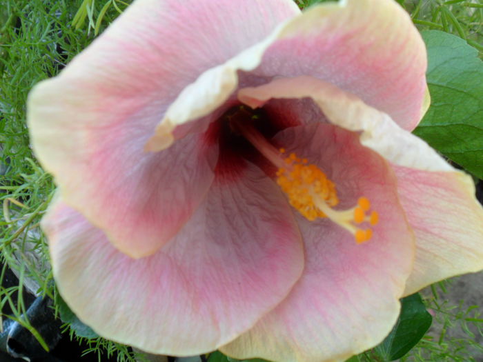 SAM_9363 - hibiscusi 2015-6