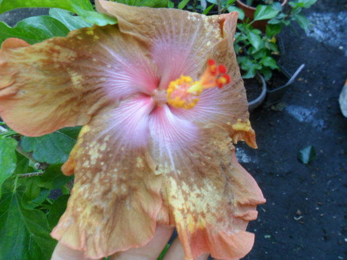 SAM_9366 - hibiscusi 2015-6