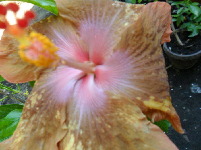 SAM_9367 - hibiscusi 2015-6