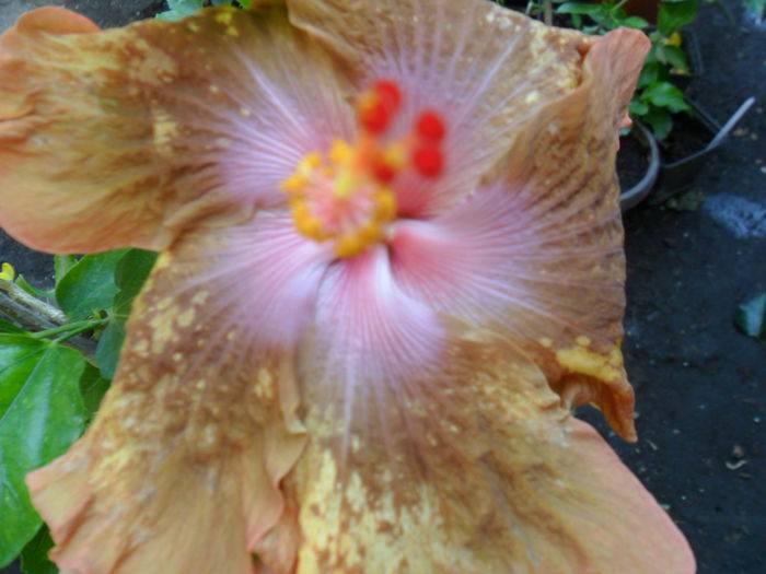 SAM_9368 - hibiscusi 2015-6