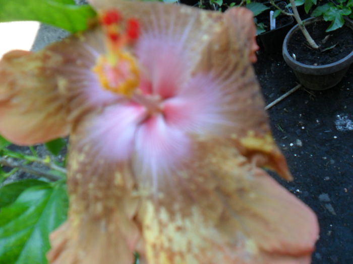 SAM_9371 - hibiscusi 2015-6