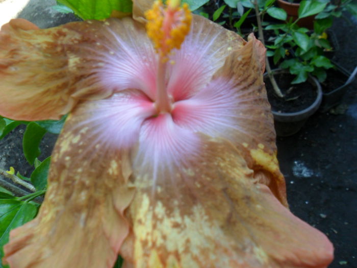 SAM_9373 - hibiscusi 2015-6