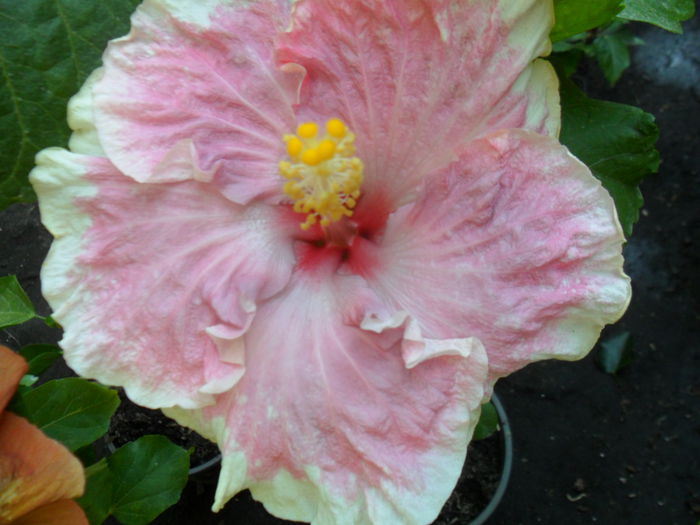 SAM_9376 - hibiscusi 2015-6