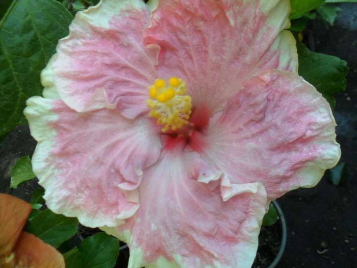 SAM_9377 - hibiscusi 2015-6