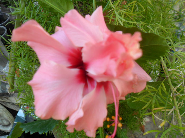 SAM_9382 - hibiscusi 2015-6