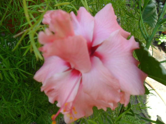 SAM_9386 - hibiscusi 2015-6