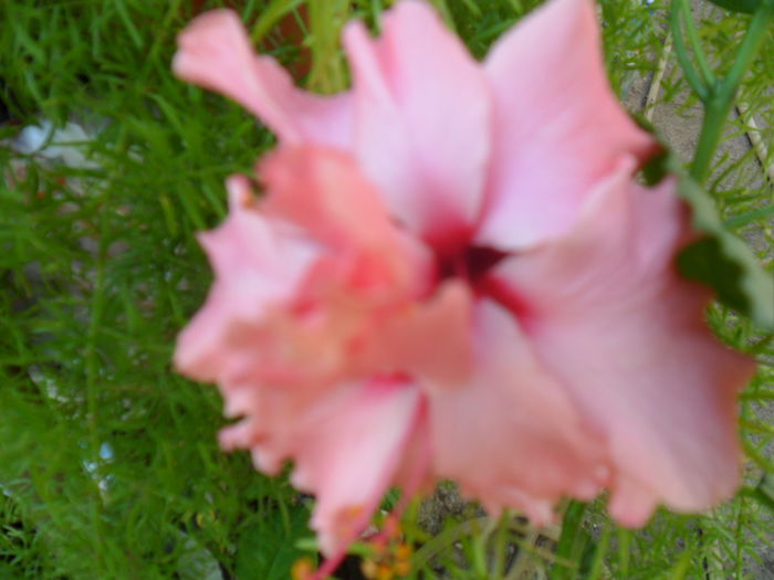 SAM_9390 - hibiscusi 2015-6