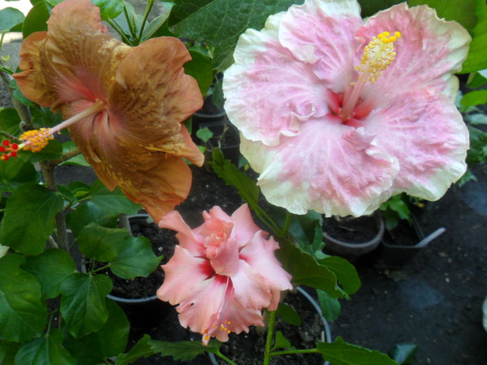 SAM_9392 - hibiscusi 2015-6