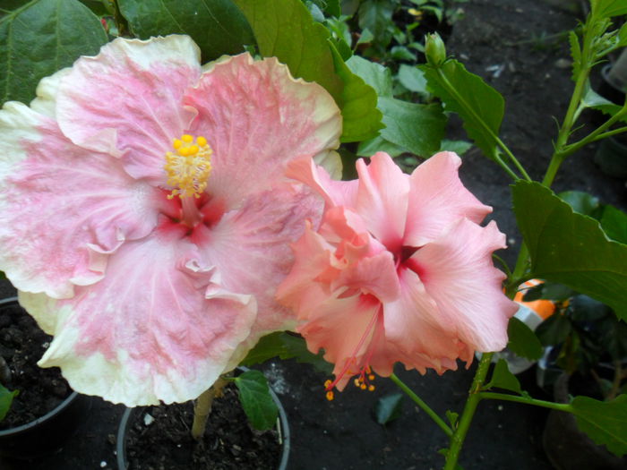 SAM_9393 - hibiscusi 2015-6