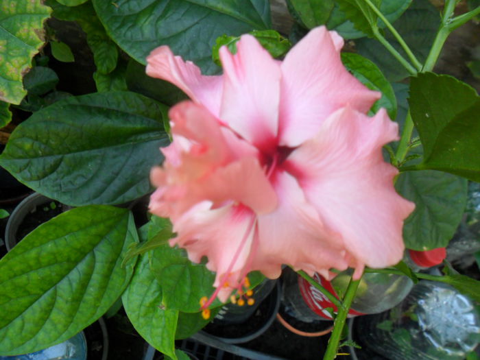 SAM_9396 - hibiscusi 2015-6