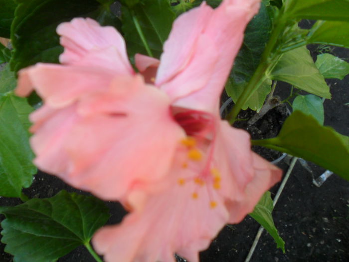 SAM_9399 - hibiscusi 2015-6