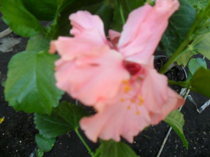 SAM_9401 - hibiscusi 2015-6