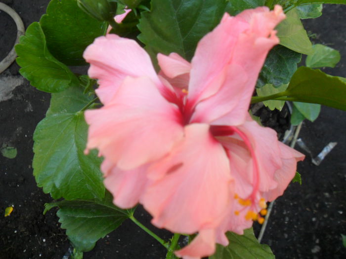 SAM_9402 - hibiscusi 2015-6