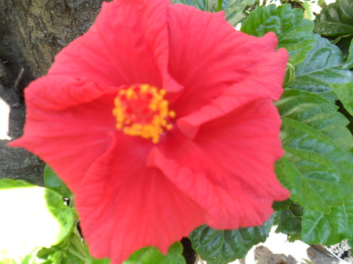 SAM_9408 - hibiscusi 2015-6