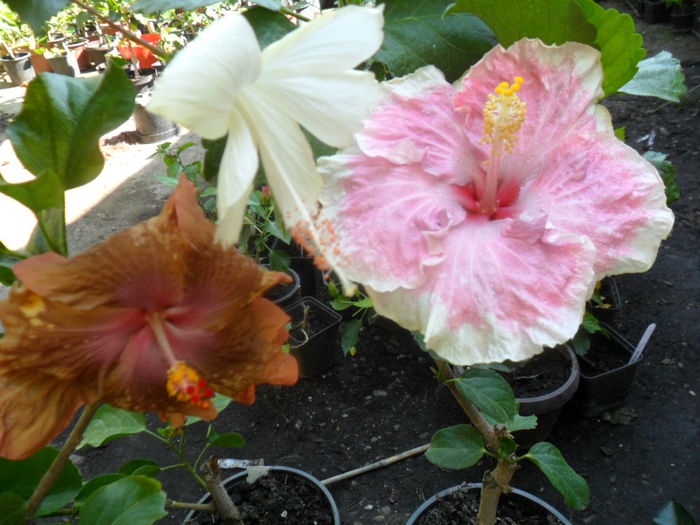 SAM_9411 - hibiscusi 2015-6