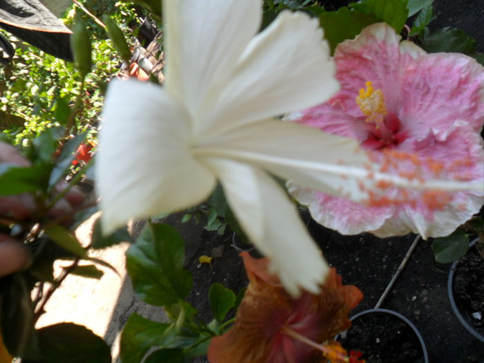 SAM_9412 - hibiscusi 2015-6