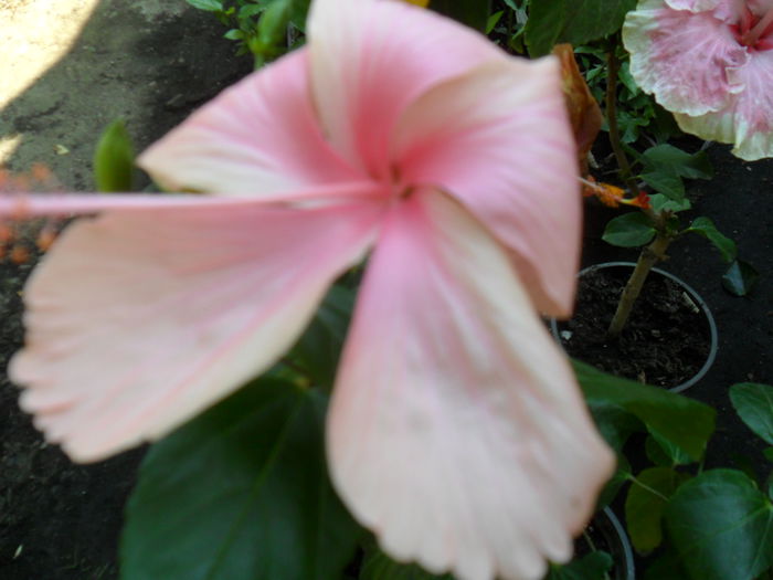 SAM_9416 - hibiscusi 2015-6