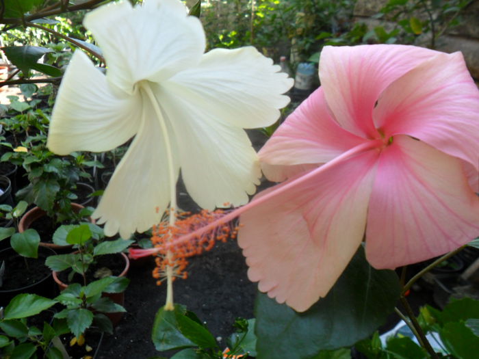 SAM_9419 - hibiscusi 2015-6