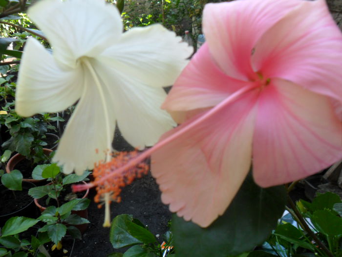 SAM_9420 - hibiscusi 2015-6