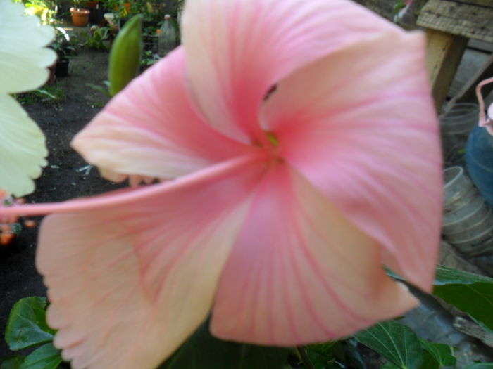 SAM_9422 - hibiscusi 2015-6