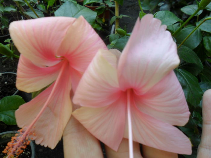 SAM_9424 - hibiscusi 2015-6