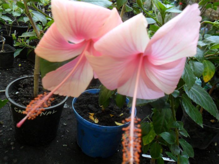 SAM_9426 - hibiscusi 2015-6