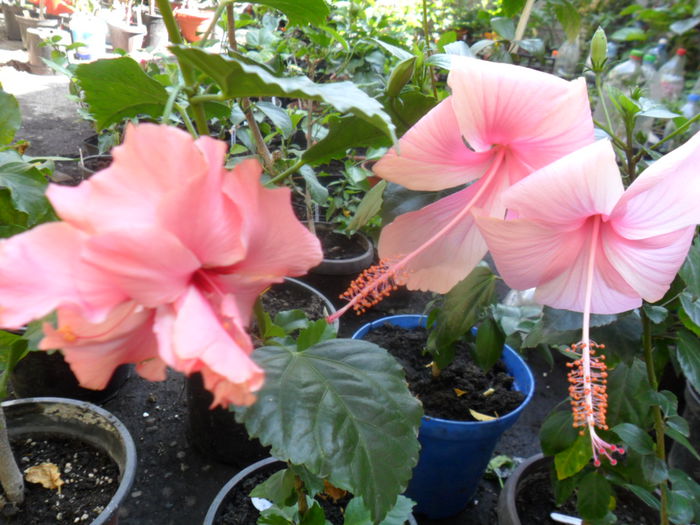 SAM_9428 - hibiscusi 2015-6
