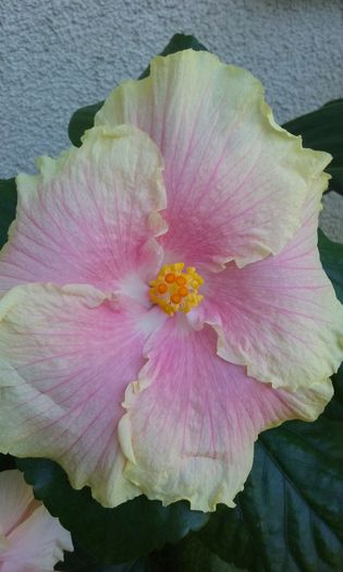 20150903_112527 - Hibiscus Moorea Gray Crepe