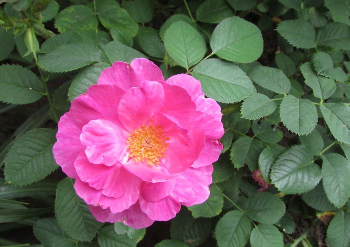 England s Rose