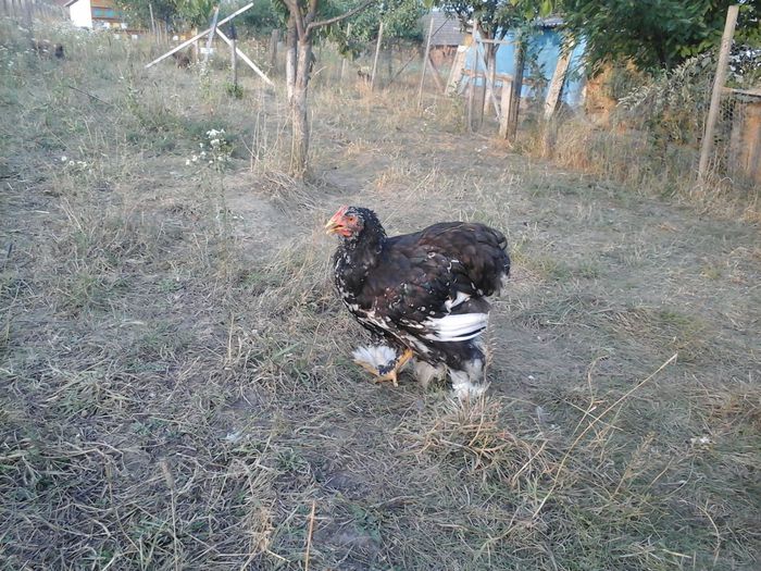 cocos ub2; ROBICOCHIN
