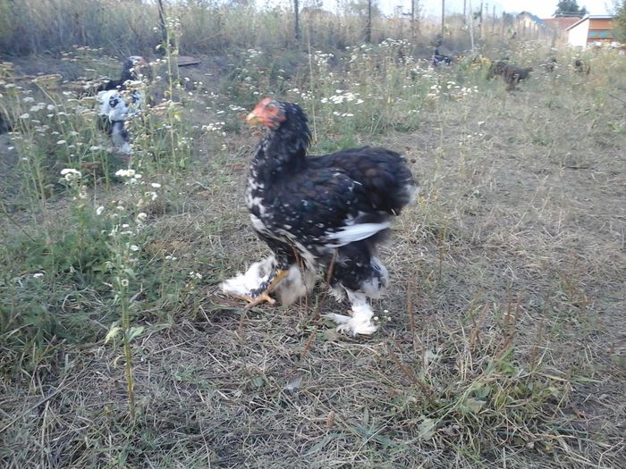 cocs ub 1; ROBICOCHIN
