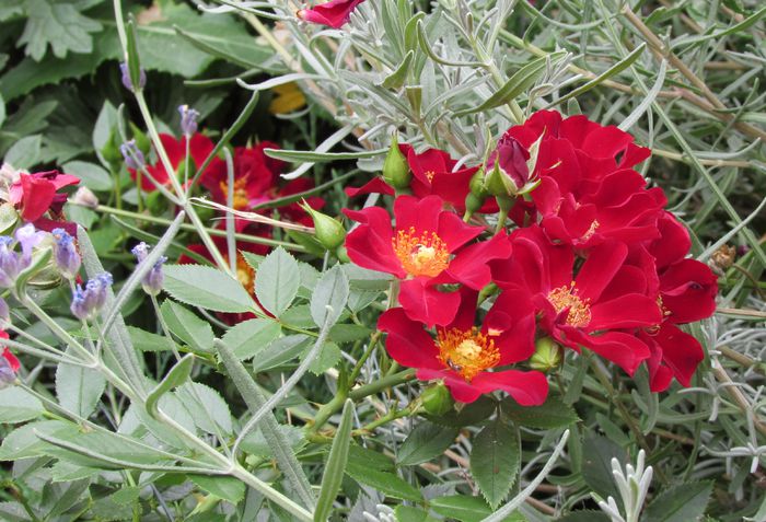 Bienenweide Rot - 2015 trandafiri _VI