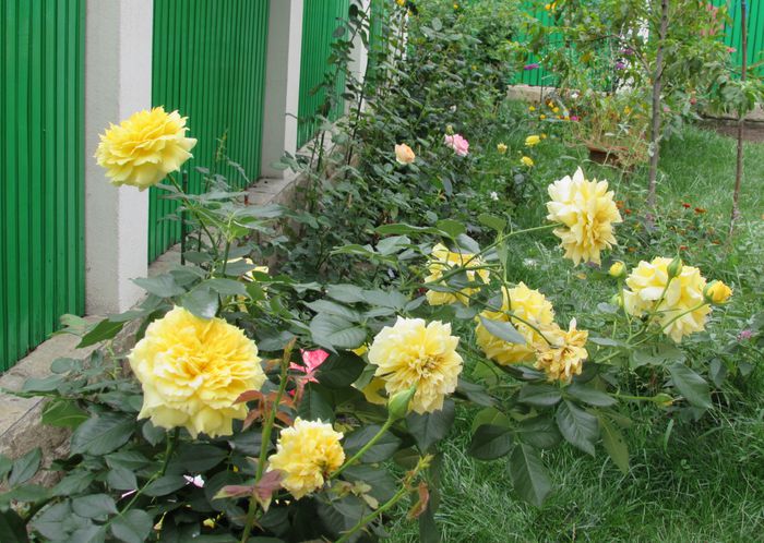 30 aug, China Girl - 2015 trandafiri _VI