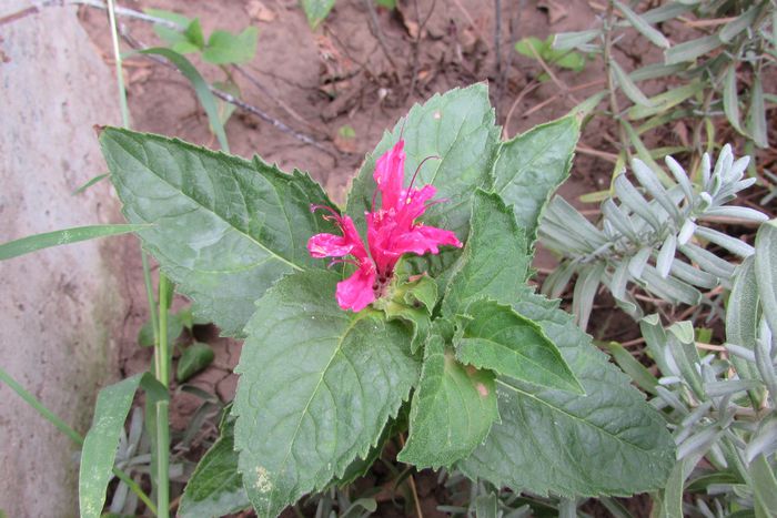 monarda blue stocking