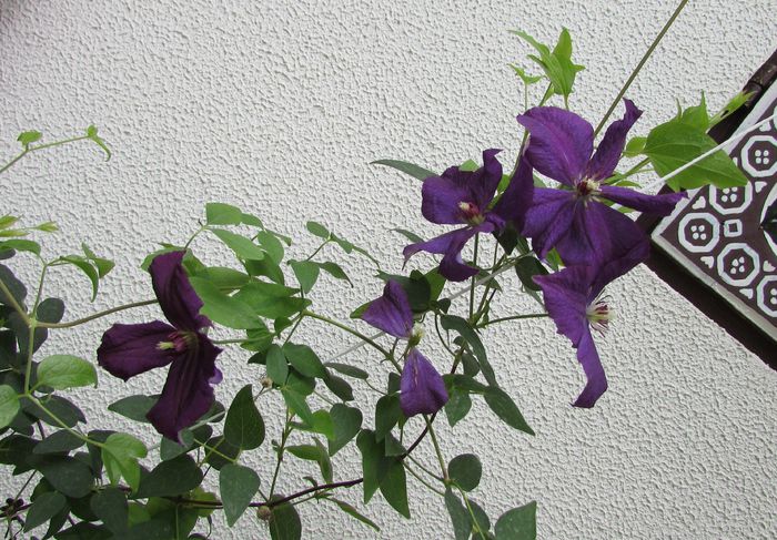 clematis Polish Spirit